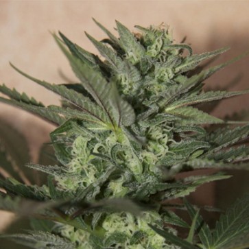 Great White Shark Feminised Hemp Seeds